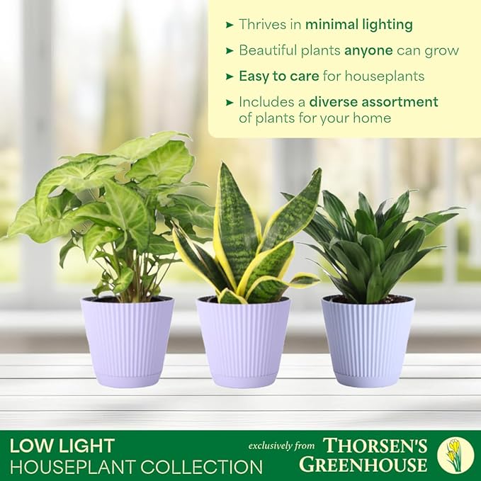 Thorsen's Greenhouse Live Low Light Houseplants (3 Pack), Easy to Grow Indoor Plants, Grower's Choice Bundle, 4-inch Diameter Established Plants, Decorative Lavender Ruffled Pot (3-Pack)