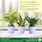Thorsen's Greenhouse Live Low Light Houseplants (3 Pack), Easy to Grow Indoor Plants, Grower's Choice Bundle, 4-inch Diameter Established Plants, Decorative Lavender Ruffled Pot (3-Pack)