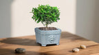 8-Inch Large Bonsai Pot Light Blue Water Bonsai Tree Ceramic Flower Pot Handmade