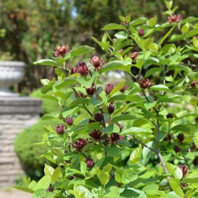 Sweet Shrub Live Plant, 12-18 Inch Tall in 4" Pot, Calycanthus Floridus Fragrant Flowering Shrub, Vigorous Growth Habit Plant