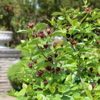Sweet Shrub Live Plant, 12-18 Inch Tall in 4" Pot, Calycanthus Floridus Fragrant Flowering Shrub, Vigorous Growth Habit Plant