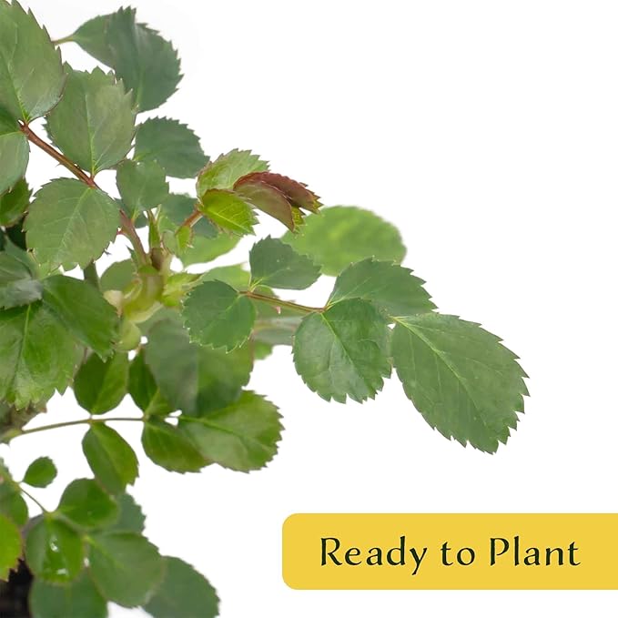 4 Pink Carpet Rose in 3.5” Nursery Cubes (Rosa ‘Flower Cover Pink’) | Low-Growing Groundcover Rose Shrub for Borders, Containers, and Mass Plantings | Ready-to-Plant Live Starter Plants