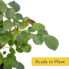 2 Pink Carpet Rose in 3.5” Nursery Cubes (Rosa ‘Flower Cover Pink’) | Low-Growing Groundcover Rose Shrub for Borders, Containers, and Mass Plantings | Ready-to-Plant Live Starter Plants