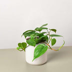Philodendron Cordatum Heartleaf Live Plant for Indoor | Different Houseplants in 4'' & 6'' Pot | Real House Plant for Living Room, Office, Desk & Bathroom