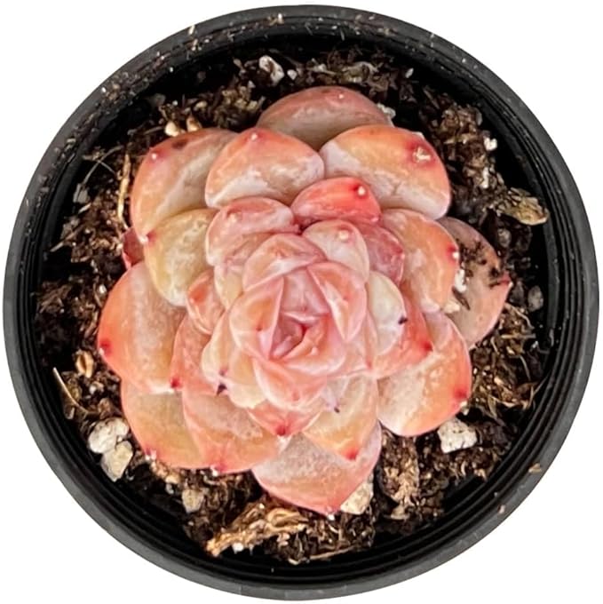 2" Live Succulent Echeveria 'ICY Lau i' Sugar Heart, Fully Rooted Potted Plant, Easy Care & Drought Tolerant, Indoor Houseplant for Home Décor