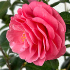 Blooming & Beautiful - Jerry Hill Camellia - 3 gal - Evergreen Shrub - Large, Deep Pink Blooms - Flowers Late Winter to Early Spring - Zones 6-9 - Camellia Japonica 'Jerry Hill' - 3 Gallon Pot
