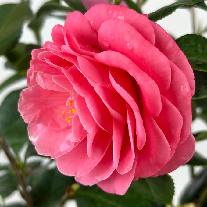 Blooming & Beautiful - Jerry Hill Camellia - 3 gal - Evergreen Shrub - Large, Deep Pink Blooms - Flowers Late Winter to Early Spring - Zones 6-9 - Camellia Japonica 'Jerry Hill' - 3 Gallon Pot