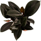 American Plant Exchange Burgundy Rubber Tree – 6-Inch with Pot – Live Easy Care Ficus Elastica Houseplant, Air Purifying Indoor Tree for Home, Office, Patio, or Housewarming Gift