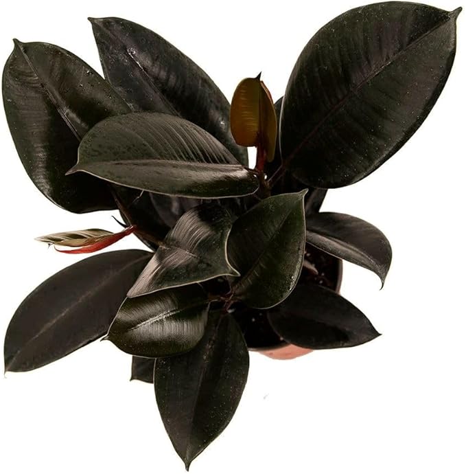 American Plant Exchange Burgundy Rubber Tree – 6-Inch with Pot – Live Easy Care Ficus Elastica Houseplant, Air Purifying Indoor Tree for Home, Office, Patio, or Housewarming Gift