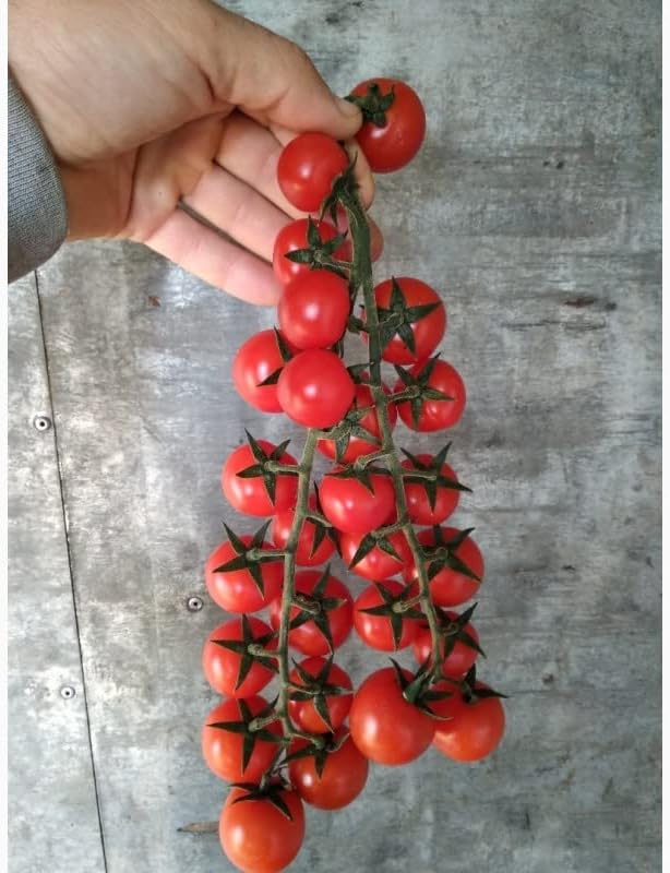 Tomato Cherry Maskotka Cascading Trailing Dwarf Bush Tomato 50+ Seeds for Planting Non-GMO