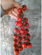 Tomato Cherry Maskotka Cascading Trailing Dwarf Bush Tomato 50+ Seeds for Planting Non-GMO