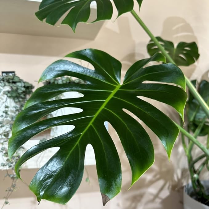 Philodendron Plant Live, Rare Tropical Variegated Live Indoor Houseplant for Home Office, 5-8" Tall, No Pot (Green Philodendron Plant)