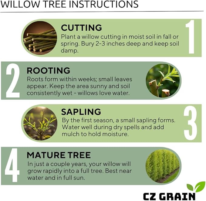 Flame Willow Bonsai Tree Cutting to Grow - Brilliant Orange-Red Bark - Thick Trunk Cutting - Fast Growing Bonsai - Cold-Hardy Deciduous Shrub or Small Tree - Unique Eye Catching