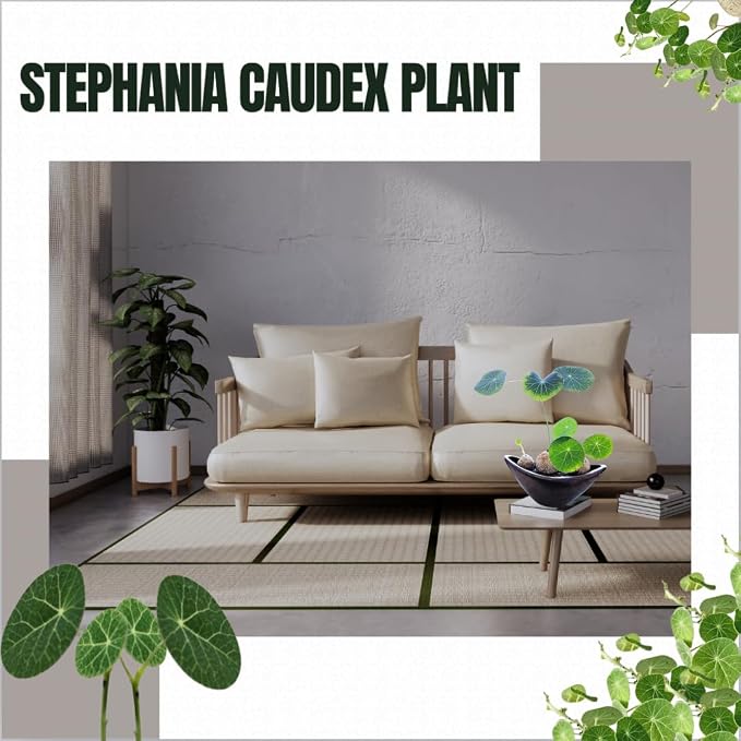 6-7 Cm Stephania Cephalantha Plant Caudex, Already Sprouts, Rare Succulent with No Hair Roots from 2.5 to 3" Wide Caudex for Planting, Home Decor, Houseplant, Cold Hardy