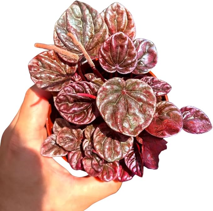 Peperomia Schumi Red Live Plant, Pet-Safe Metallic Red Houseplant in 3-Inch Grower Pot, Beginner-Friendly Flowering Indoor Tropical Plant for Home and Office Decor
