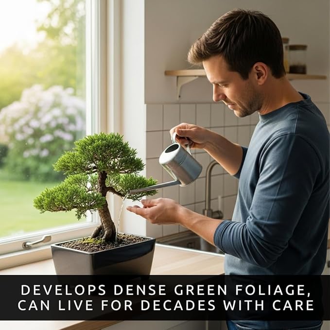 30 Mountain Juniper Bonsai Tree Seeds – Highly Prized, Collector’s Favorite, Easy-to-Grow Miniature Juniper Trees for Home, Garden & Bonsai Enthusiasts