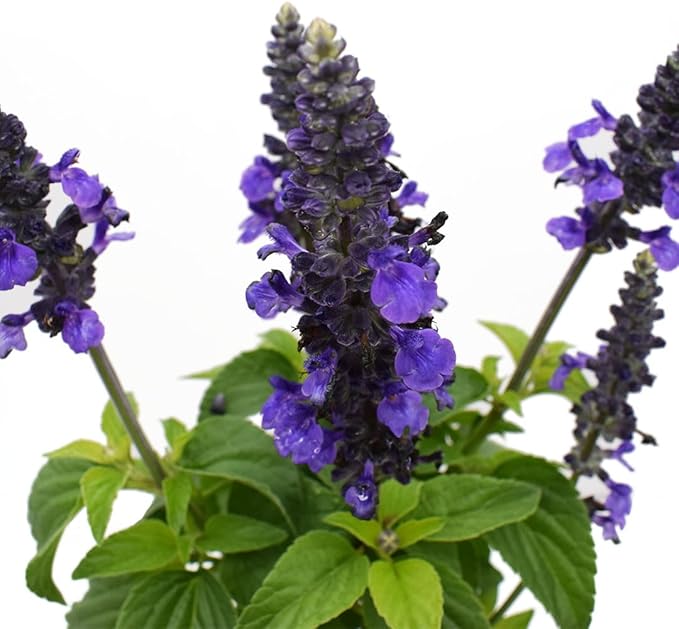 American Plant Exchange Purple Salvia Blue Sage – 6-Inch Pot – Live Flowering Perennial Plant, Drought Tolerant Easy Care Blooms for Outdoor Garden, Landscape, or Patio Decor