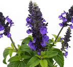 American Plant Exchange Purple Salvia Blue Sage – 6-Inch Pot – Live Flowering Perennial Plant, Drought Tolerant Easy Care Blooms for Outdoor Garden, Landscape, or Patio Decor