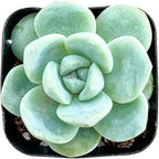 Sprout N Green Echeveria 'Ice Green', Mini Live Succulent Fully Rooted in 2" Pot, House Plant for Indoor Outdoor Home Office Wedding Decoration Party Favor, Pets Friendly, Easy to Care