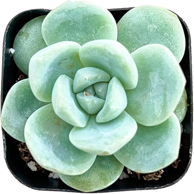 Sprout N Green Echeveria 'Ice Green', Mini Live Succulent Fully Rooted in 2" Pot, House Plant for Indoor Outdoor Home Office Wedding Decoration Party Favor, Pets Friendly, Easy to Care