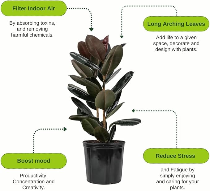 Eureka Farms Ficus Burgundy Bush – Live Rubber Tree Plant, Low Maintenance Indoor Tropical Houseplant with Rich Red & Green Foliage, Perfect for Home & Office Decor