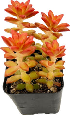 Sprout N Green Sedum adolphii 'Shooting Stars', Mini Live Succulent Fully Rooted in 2" Pot, House Plant for Indoor Outdoor Home Office Wedding Decoration Party Favor, Pets Friendly