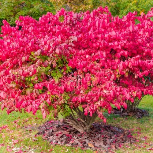 Set 5 Dwarf Burning Bush Shrubs, Bare Roots Plants, 6-10 Inch Burning Bush Plant for Growing Outdoor, Colorful Live Shrub