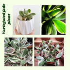 Variegated Jade Plant, Crassula Ovata Live Plant, Jade Succulent Houseplant, 4 Inch Pot for Indoor Outdoor Planting
