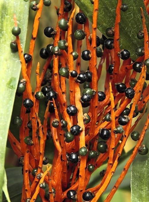 Chamaedorea elegans (Parlor Palm) – Live Indoor Palm Tree | Easy-Care Houseplant | Air-Purifying Tropical Plant (No Pot) (2, Small)