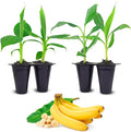Banana Tree Gran Nain. Set of 4 Starter Live Plants (Gran Nain)