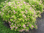 RedCrocus Goldmound Bumalda Spirea- Vibrant Deciduous Shrub for Garden Borders & Containers, Pollinator-Attracting, Easy Care, Full Sun to Partial Shade, Pet Safe, Fertilizer & Pruning Tip