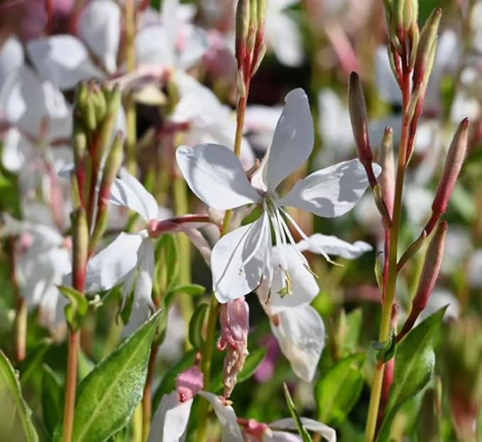100PCS Gaura Lindheimeri Flower Seeds Wildflower Flower Seeds Heirloom (White)