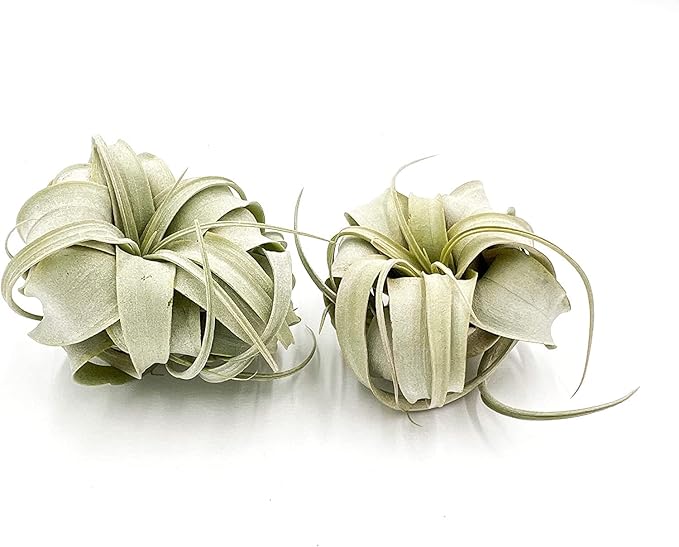 ragnaroc Air Plants - Tillandsia Xerographica, Small 2-3” - 2ct - Live Arrival Gauranteed - House Plants for Home Decor & Gift