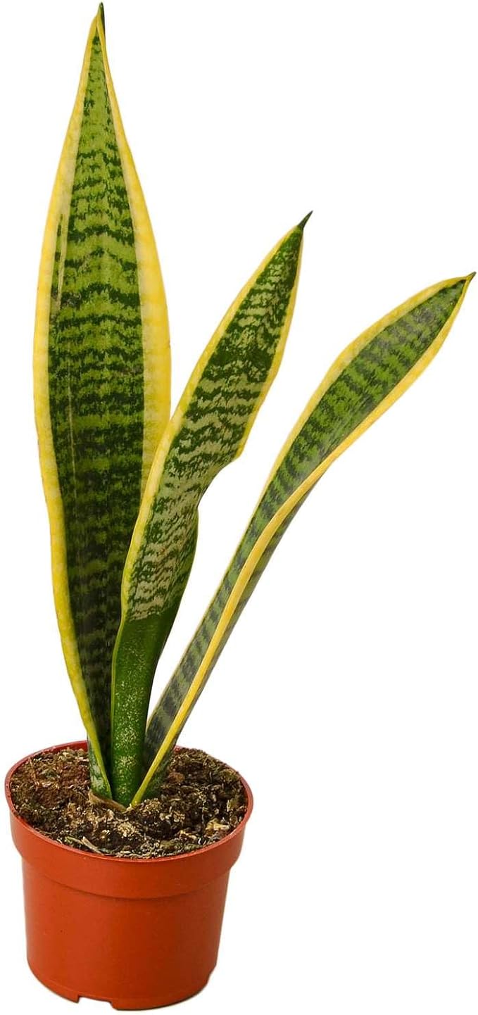 Snake Plant Laurentii | Sansevieria Trifasciata Live Plant for Indoor | Different Houseplants in 4'' & 6'' Pot | Real House Plant for Livingroom | Mother-in-law's Tongue