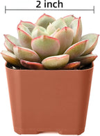 Succulent Plants (4 Pack), Live Succulents Fully Rooted in 2" Grower Pots, Unique Potted House Plant for DIY, Home Decor, Wedding Party Favor (Common Varieties)