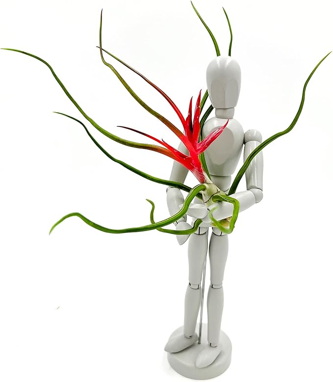 ragnaroc Air Plants - Flowering Tillandsia Bulbosa Belize, Giant 7-9" - 1ct - Live Arrival Guaranteed - House Plants for Home Decor & Gift