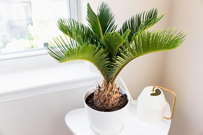 Gardenera Premium SOGO Palm Plant Potting Mix - Crafted for Thriving Growth and Exquisite Beauty - 1 Quart