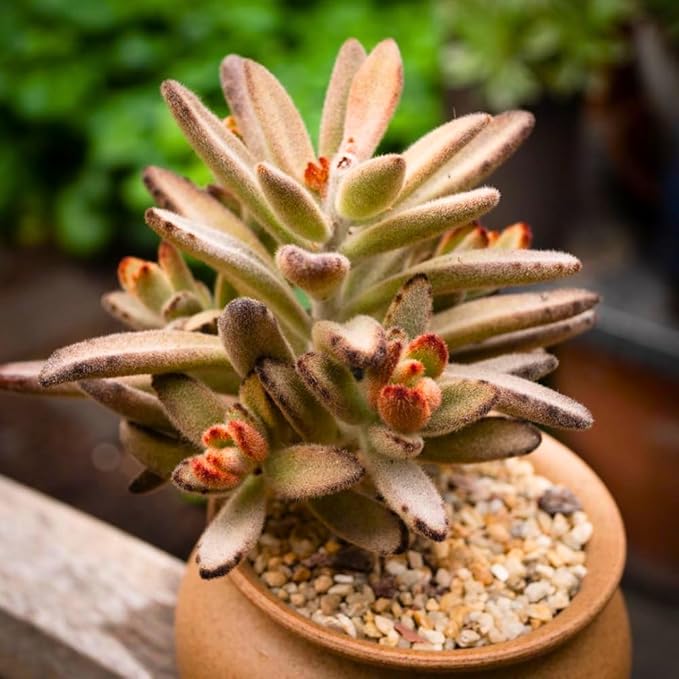 Kalanchoe Plant Live, Mother of Thousands Live Plant in 2" Pot, Rare Succulent Indoor Houseplant (Chocolate Kalanchoe)