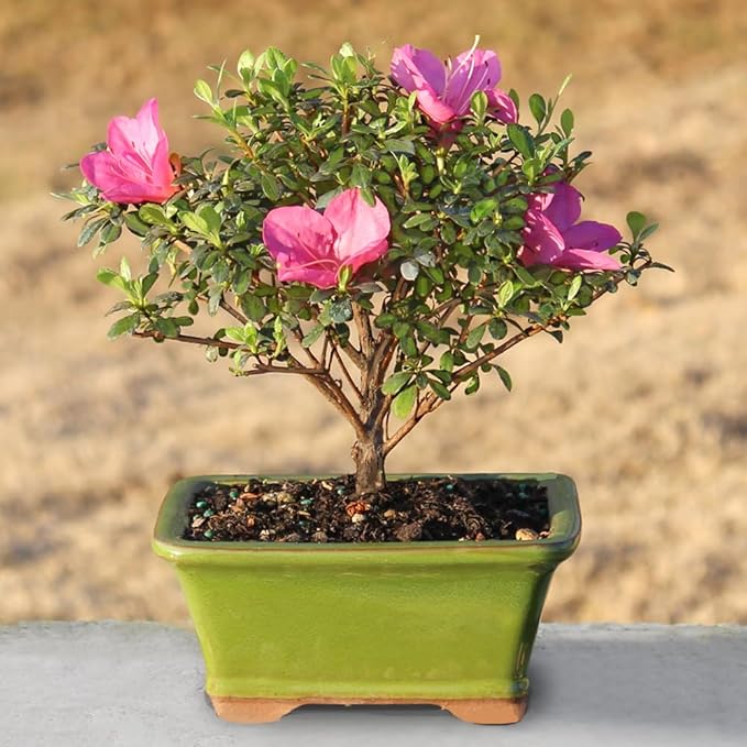 Brussel's Bonsai - Live Satsuki Azalea Flowering Bonsai Tree in Ceramic Bonsai Pot, Outdoor Bonsai Tree Live Plant, 5 Years Old, 5-8 Inches Tall, Easy Care Plant for Patio Garden (Small)