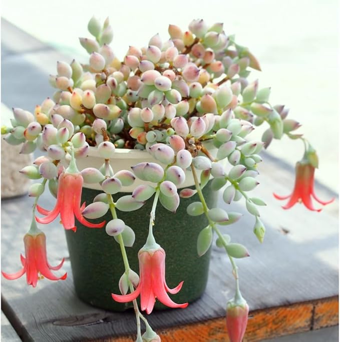 Cotyledon Pendens Succulent Plant Live – 2 Inch Pot | Rare Trailing Houseplant | Easy-Care Indoor Succulent