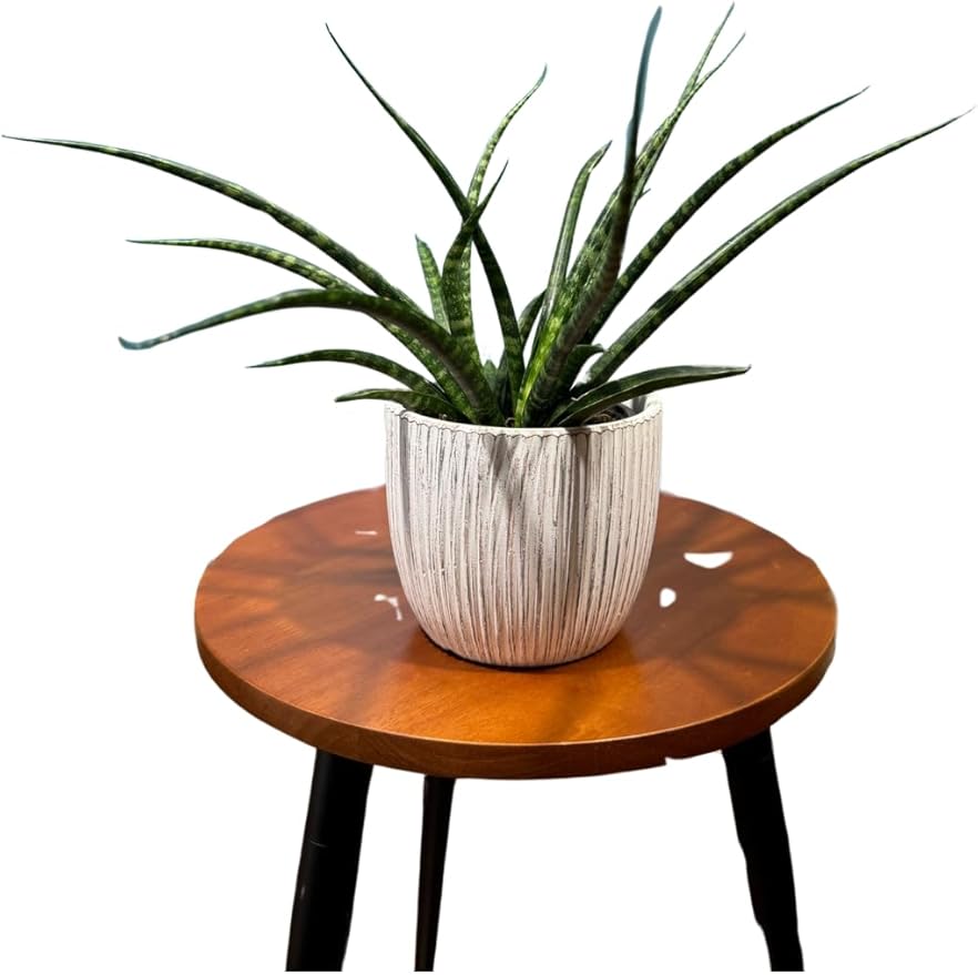 Fernwood Mikado Snake Plant in 2 inch Nursery Pot, Sansevieria Fernwood Live Indoor Plant, Low Light Air Purifier Plant, Easy Care Succulent Plant