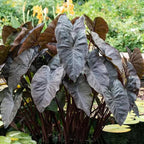 2 Black Coral Alocasia Plants Live Houseplant for Indoor Outdoor Growing, 4 to 8 Inches Tall, Rare and Hardy