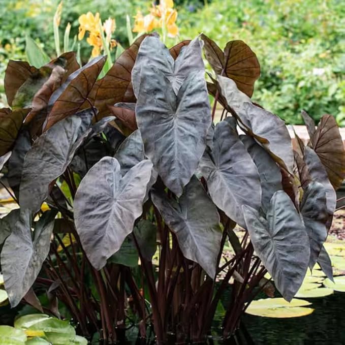 2 Black Coral Alocasia Plants Live Houseplant for Indoor Outdoor Growing, 4 to 8 Inches Tall, Rare and Hardy