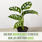 LEAL PLANTS ECUADOR Monstera Adansonii Swiss Cheese Plant (Pack of 2) Indoor houseplant | Live Plant Easy to Grow Indoor| Air Purifying Indoor Plant, Unique Gift for Plant Lovers