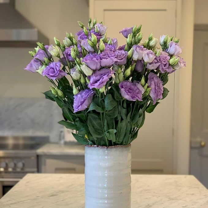 Eustoma Lisianthus Plant Live, Lisianthus Flowers Well Rooted Plug 2-3 Inch Height, Lisianthus Thornless Roses Seedling (Lilac Lisianthus)