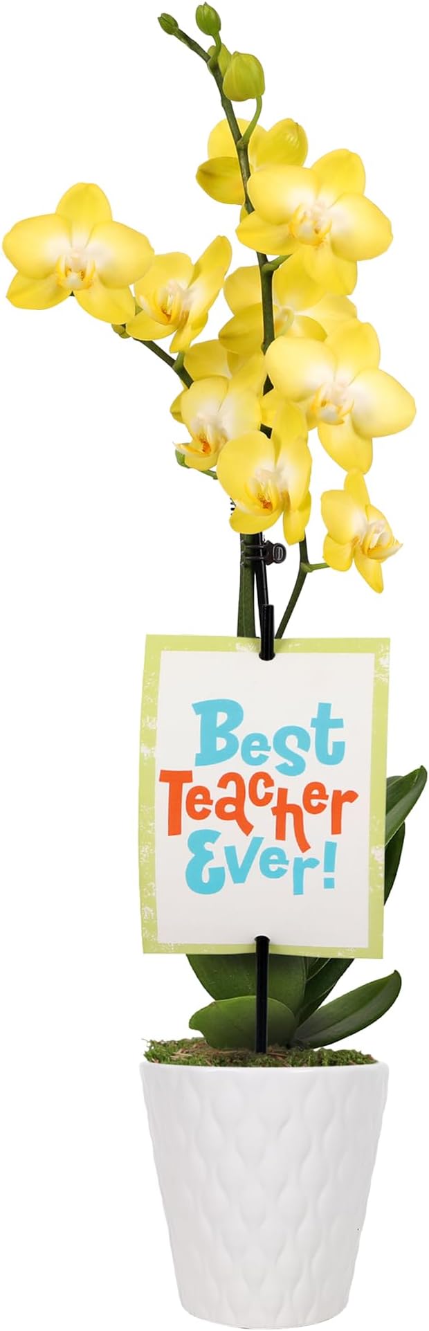 Green Circle Growers 3" Petite Yellow Orchid in Evi White Planter, Live Plant – Best Teacher Ever