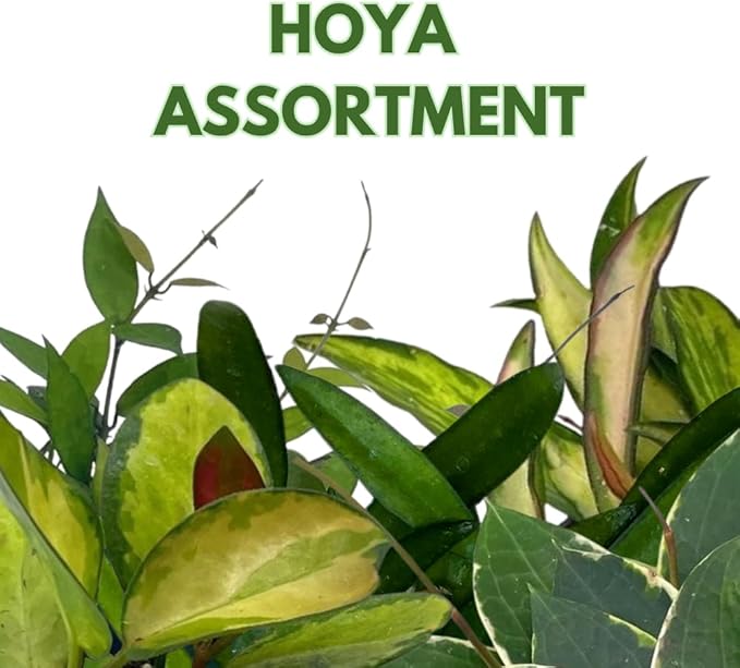 BubbleBlooms Hoya Variety Assortment 2 inch Set of 4 Grower's Choice Live Potted Premium Collection