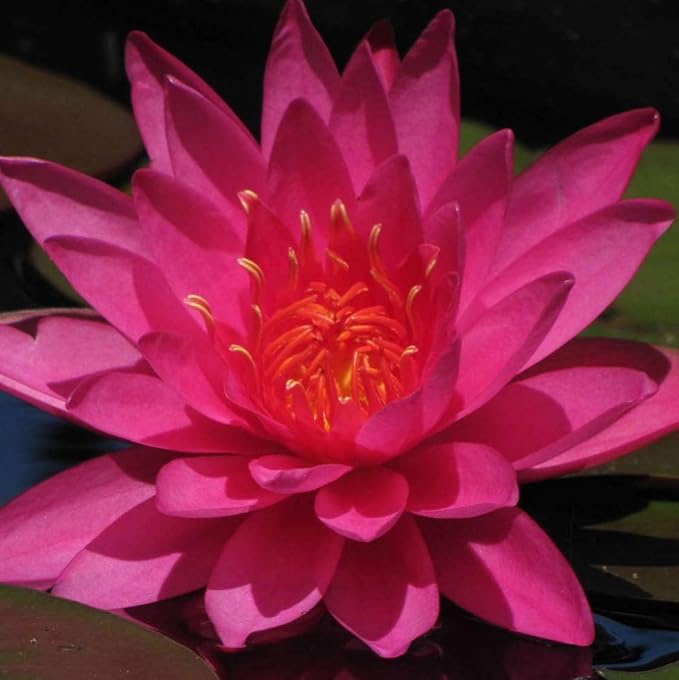 Live Aquatic Plant Nymphaea Mayla RED Color HARDY Water Lily TUBER for Aquarium Freshwater Fish Pond BUY 2 GET 1 FREE by JustNature