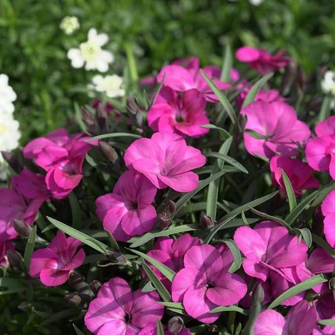 RedCrocus Everlast Peach' Pinks, Sweet William Dianthus- Vibrant Fragrant Blooms, Pollinator Attractant, Container & Border Plant, Pet Safe, Easy Care, Hardy Zones 3-8 1 Gallon