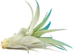 Teal Blue Colorful Tillandsia Air Plants - Long Lasting Color Enhanced Live Tillandsia Succulent House Plants - Home and Garden Decor - Easy Care Indoor and Outdoor (Brachycaulos Abdita, Single)